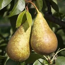 Poirier 'Conférence'