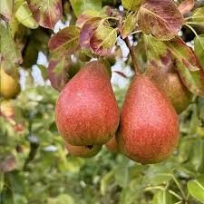 Poirier 'Louise Bonne'