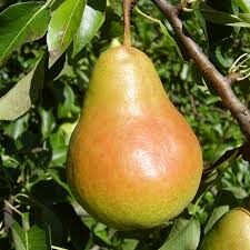 Poirier 'Harow Sweet'