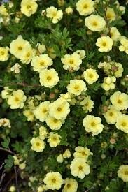 Potentilla fruticosa 'Lemon Meringue'