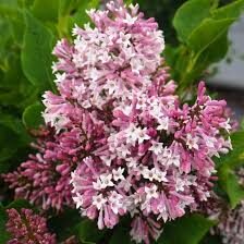 Syringa patula 'Miss Kim'