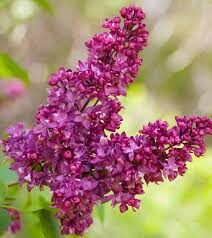 Syringa vulgaris 'Charles Joly'