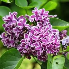 Syringa vulgaris 'Sensation'