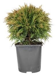 Thuja occidentalis 'Danica'