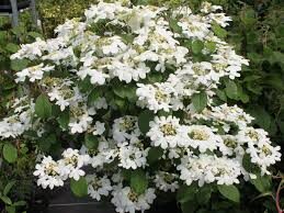 Viburnum plicatum 'Watanabe'