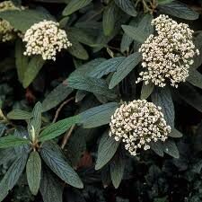 Viburnum rhytidophyllum