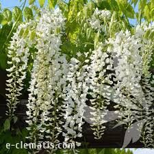 Wisteria floribunda 'Shiro-Noda'