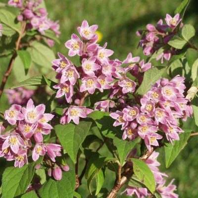 Deutzia 'Tourbillon rouge'