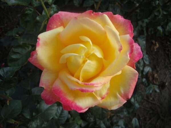 Rosier Pullmann Express