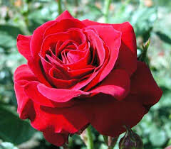 Rosier Ingrid Weibull