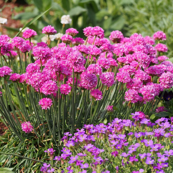 Armeria maritima 'Rose'