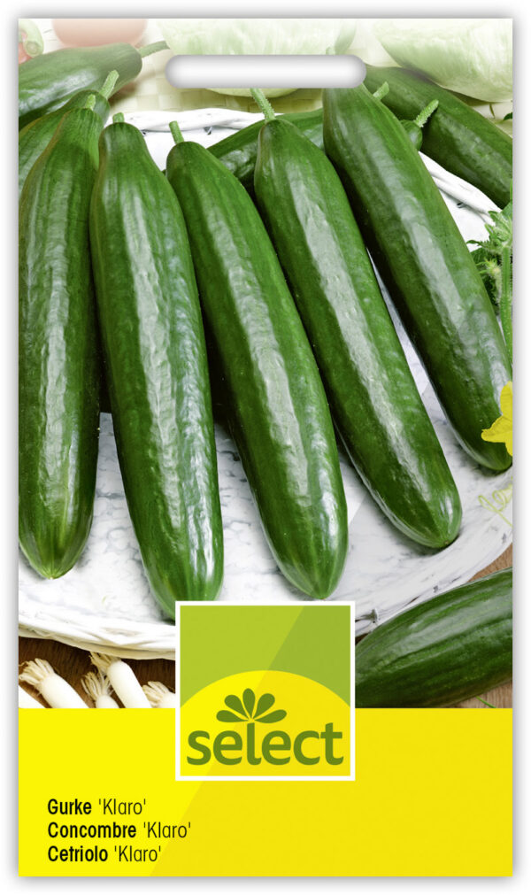 Concombre 'Klaro'
