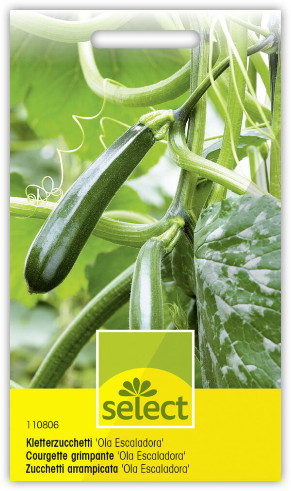 Courgette grimpante 'Ola Escaladora'