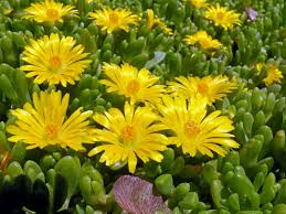 Delosperma nubigenum