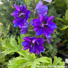 Delphinium Dark Blue /Black Bee