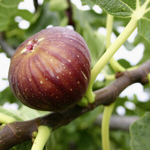 Figuier Madeleine Des Deux Saison SGA