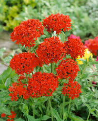 Lychnis chalcedonica