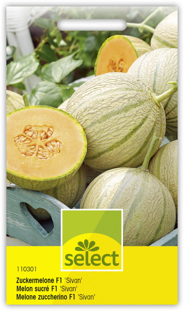 Melon sucré 'Sivan'