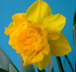 Narcisse Double Gold Medal