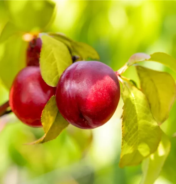 Nectarine Nectared 4 SGA