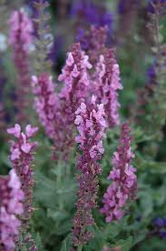 Salvia nemorosa 'Merleau Rose'