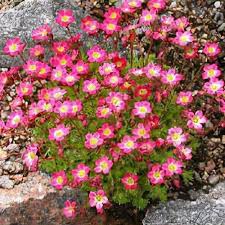 Saxifraga x arendsii 'Peter Pan'