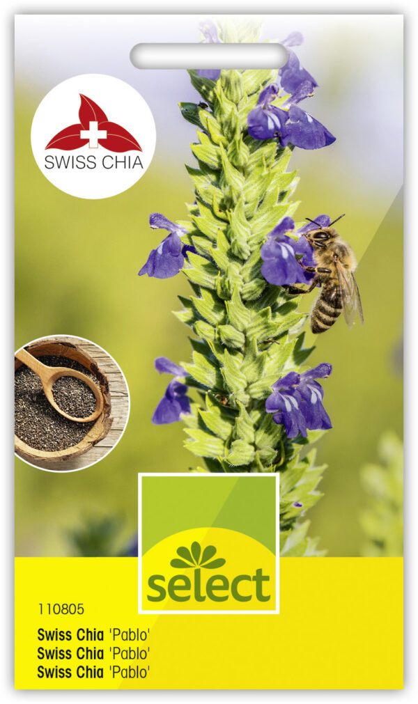 Swiss Chia 'Pablo'