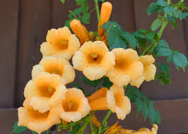 Campsis radicans 'Flava'