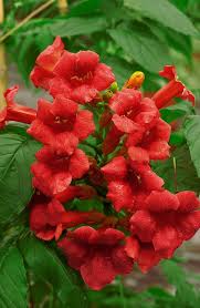 Campsis radicans 'Stromboli'