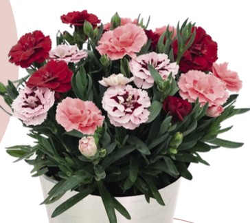 Confetti Dianthus caryophyllus Oscar Combinaisons - Oeillet