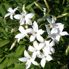 Jasminum officinale