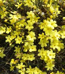 Jasminum nudiflorum