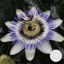 Passiflora caerulea