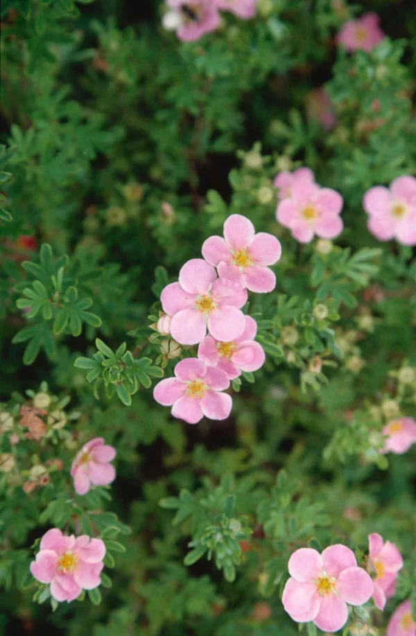 Potentilla fruticosa 'Lovely Pink'