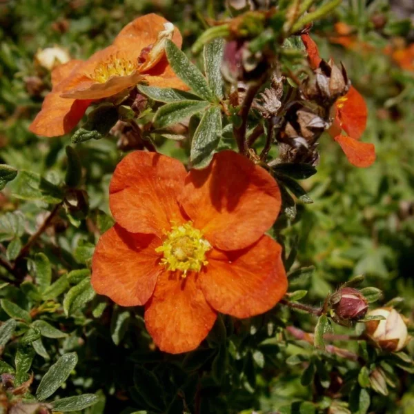 Potentilla fruticosa 'Red Ace'
