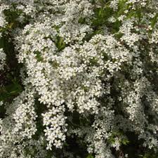 Spiraea tthunbergii