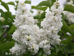 Syringa vulgaris 'Mme Lemoine'