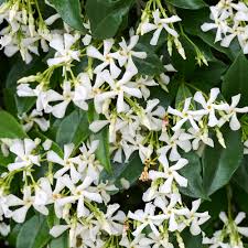 Trachelospermum jasminoides