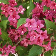 Weigela 'Bristol  Ruby'