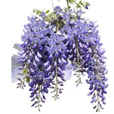 Wisteria sinensis 'Prolific'