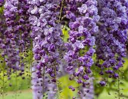 Wisteria floribunda 'Violacea Plena'