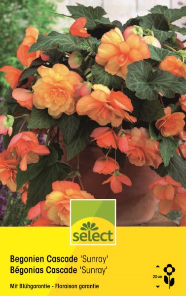 Bégonia Cascade Sunray
