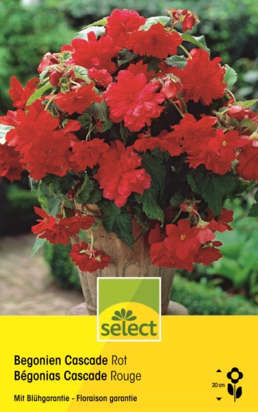 Bégonia Cascade rouge