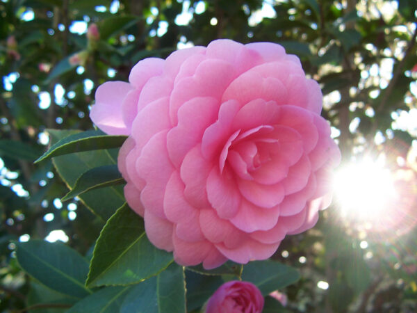 Camelia Japonica rose