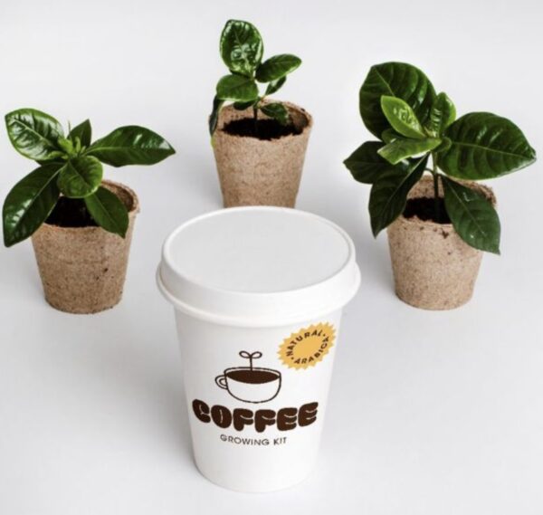 Coffee growing kit