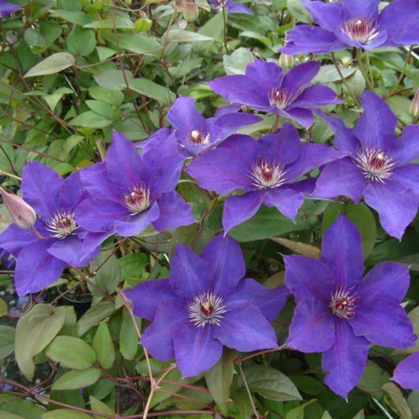 Clematis 'The Président'