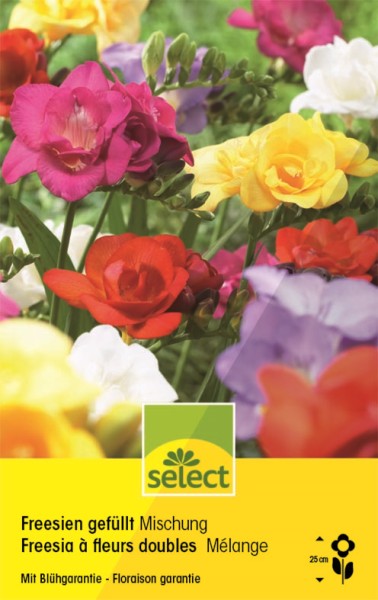 Freesia mélange
