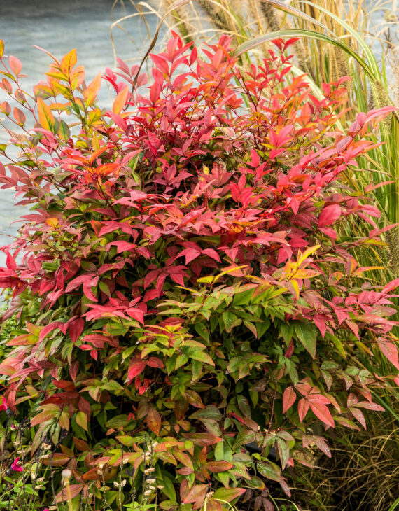 Nandina domestica