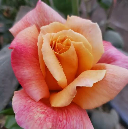 Rosier 'Sutter's Gold'