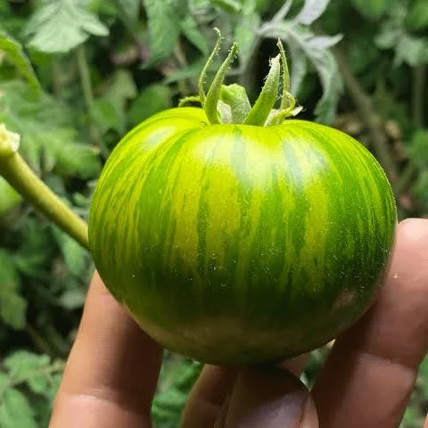 Tomate greffée type Green Zebra